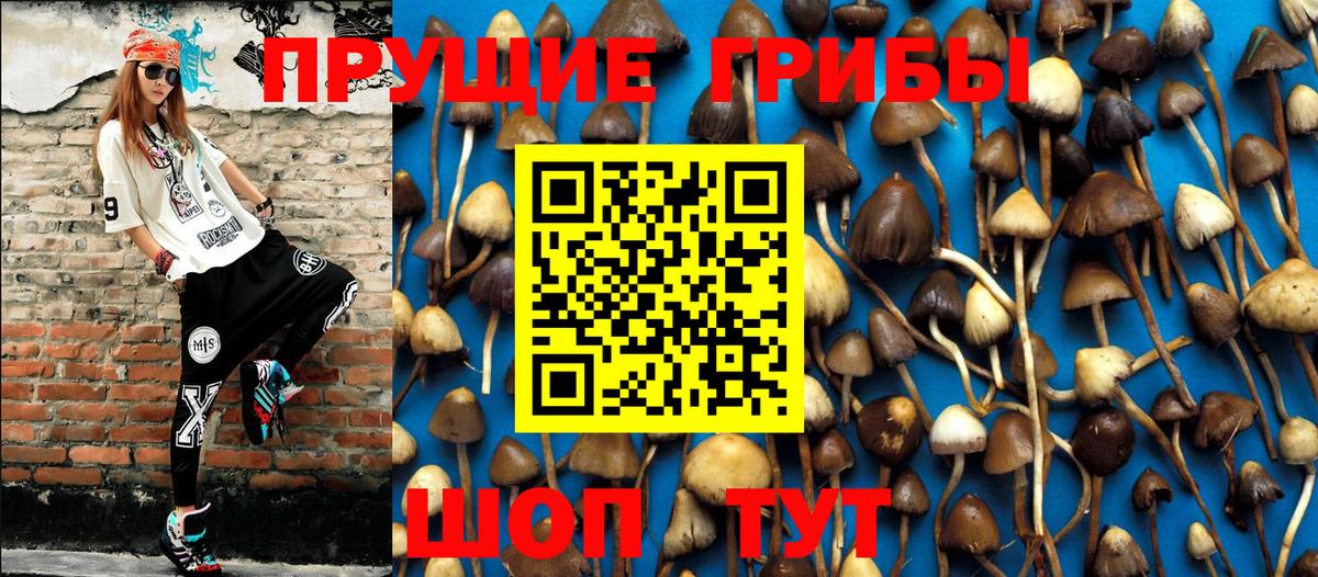 Псилоцибиновые грибы Cubensis Сланцы